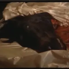 Una testa di cavallo scura giace su un letto di seta, con macchie rosse che suggeriscono un evento inquietante.
