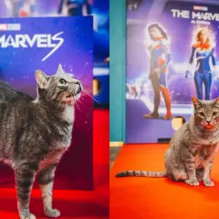 Un gatto tigrato, un vero gatto Marvel, posa con orgoglio davanti a un poster di "The Marvels".