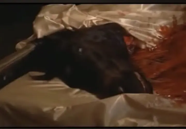 Una testa di cavallo scura giace su un letto di seta, con macchie rosse che suggeriscono un evento inquietante.