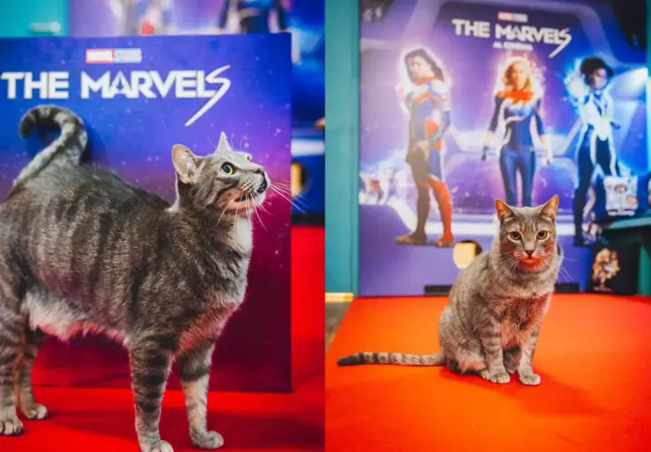 Un gatto tigrato, un vero gatto Marvel, posa con orgoglio davanti a un poster di "The Marvels".