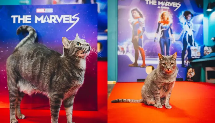 Un gatto tigrato, un vero gatto Marvel, posa con orgoglio davanti a un poster di "The Marvels".