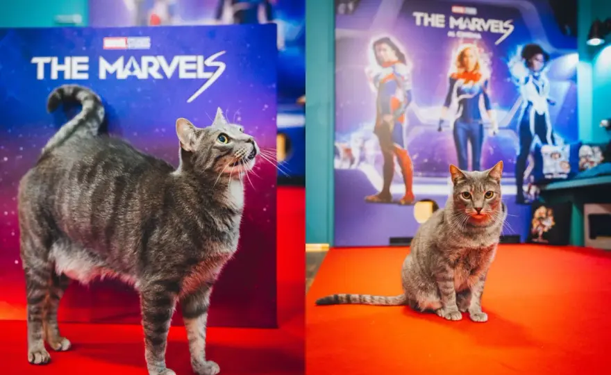 Goose, il gatto Marvel - Non è solo un gatto, è un Flerken!