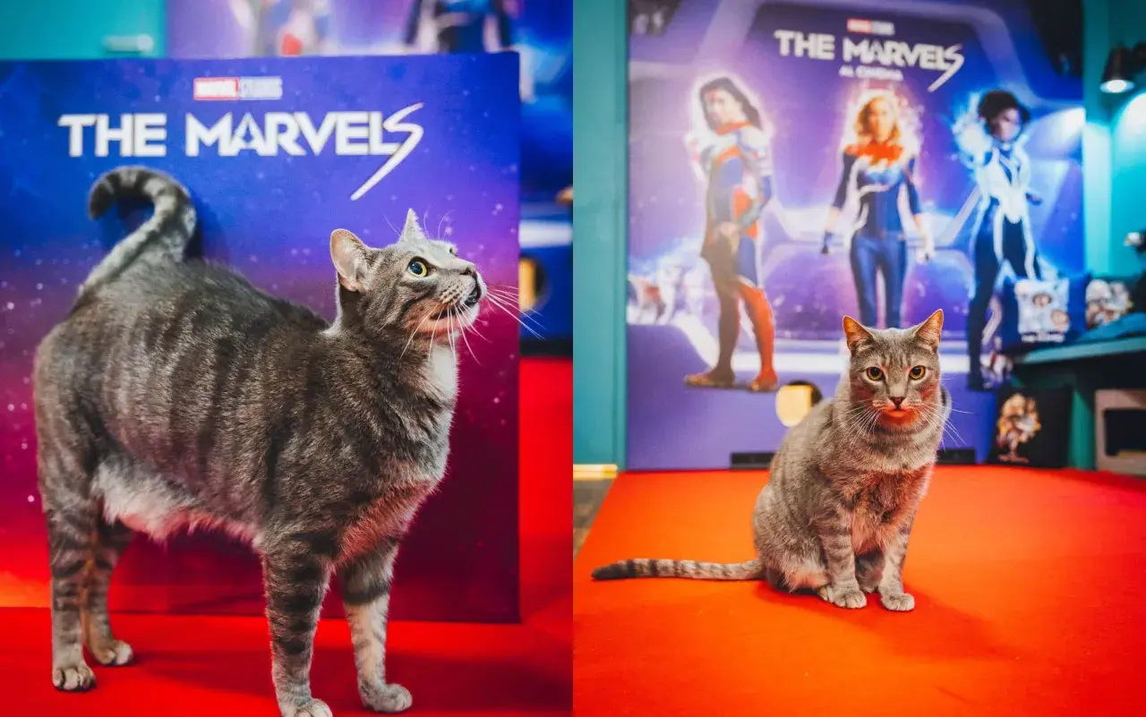 Un gatto tigrato, un vero gatto Marvel, posa con orgoglio davanti a un poster di "The Marvels".