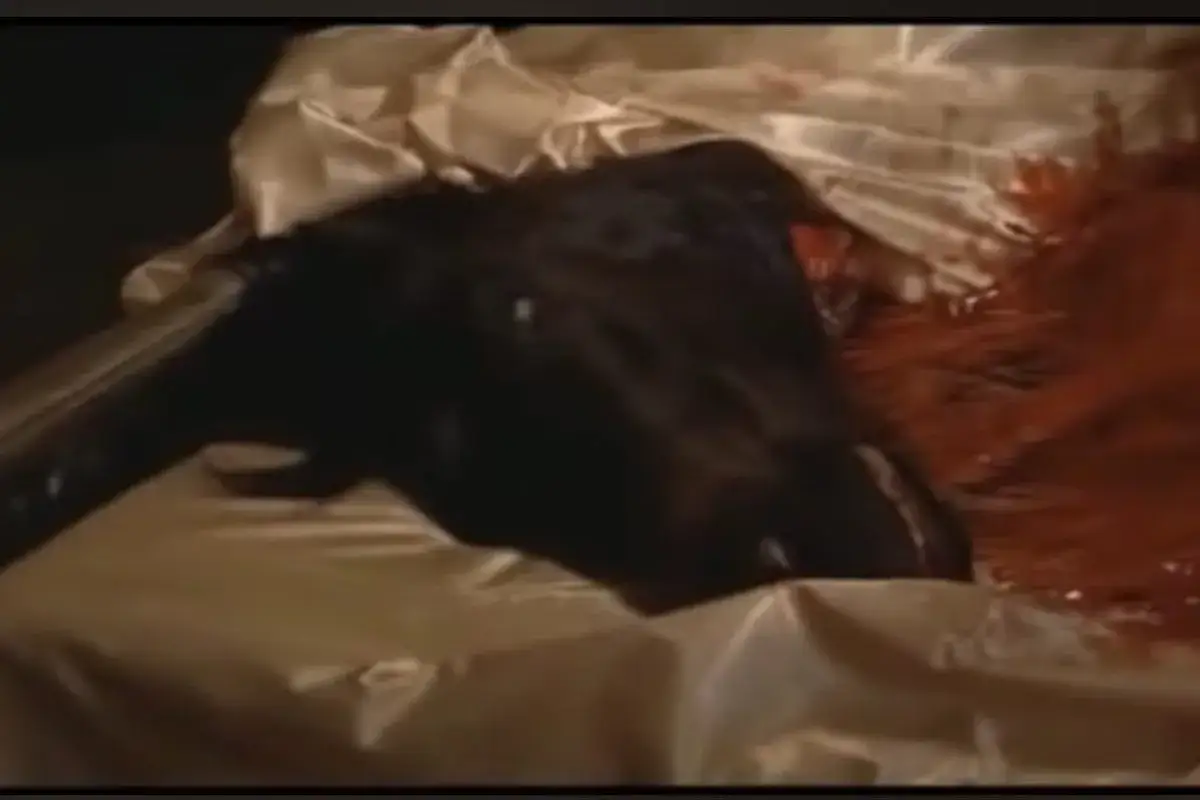 Una testa di cavallo scura giace su un letto di seta bianca, con macchie rosse che suggeriscono un evento inquietante.
