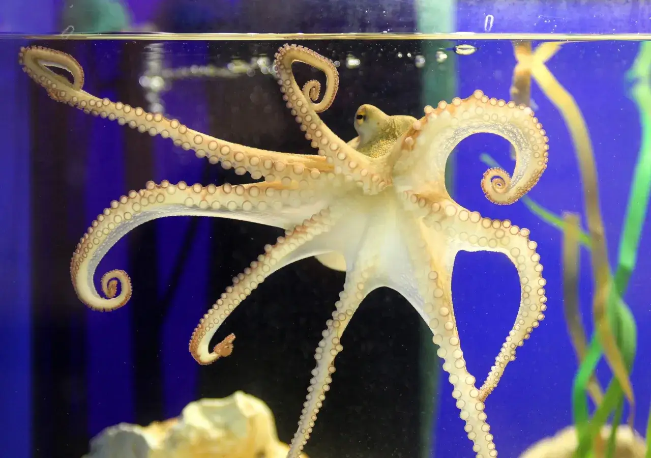 Un polpo, un vero oldboy del mare, si muove con grazia tra le alghe blu. Le sue ventose sembrano piccole perle su tentacoli sinuosi.
